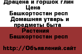 Драцена и горшок глин. › Цена ­ 900 - Башкортостан респ. Домашняя утварь и предметы быта » Растения   . Башкортостан респ.